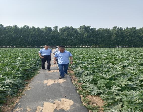 新產品茭瓜得到了客戶的認可